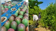 Cultivos en riesgo: Lluvias propiciadas por El Niño podrían afectar el 60% de la producción en Piura