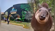 "Hasta siempre, Pancha": el conmovedor adiós a tapir que vivió 2 décadas en el Parque de las Leyendas