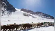 Unos estudiantes suizos descubren cómo las ovejas pueden ayudar a detener el deshielo de los glaciares