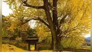 Este árbol lleva 270 millones de años en la Tierra, puede alcanzar los 1.500 de vida y sobrevivió a la bomba atómica de Hiroshima