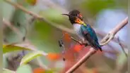 El ave más pequeña del mundo vive en la selva de América Latina: parece una abeja, mide solo 5 centímetros y pesa menos de 2 gramos