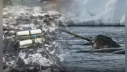 Científicos rastrearon con sensores a 6 “unicornios del mar” por 3 años: lo hallado bajo el hielo del Ártico enciende las alarmas