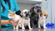 El 64% de los hogares peruanos tiene al menos una mascota: perros y gatos son los preferidos, según INEI
