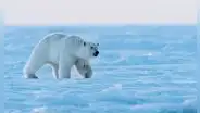 El oso polar no tiene el pelaje blanco: este es el extraño efecto que hace que lo veamos de ese color
