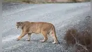 Un puma huérfano que no olvida su origen: regresó 3 veces al lugar exacto donde fue rescatado de cachorro en la carretera