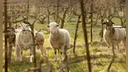 Diez ovejas dejadas en un viñedo sorprendieron a todos 5 años después: mejoraron el suelo y redujeron los costes