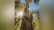 El árbol más antiguo del mundo está en América Latina: tiene más de 5.400 años y sobrevivió al nacimiento de las primeras civilizaciones