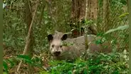 Plantaron 840.000 árboles en una antigua zona ganadera de Brasil: 25 años después regresó un animal desaparecido hacía un siglo