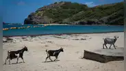 En 1870 introdujeron cabras en una isla de las Seychelles; 50 años después debieron erradicarlas para evitar un desastre ecológico