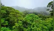 En 1940 este país de América Latina tenía bosques en el 75% de su territorio: ahora ha conseguido recuperarlos con sencilla formula