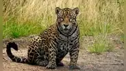 Un jaguar vuelve a aparecer en este país de América Latina después de 10 años y sorprende a los especialistas por el lugar donde fue visto