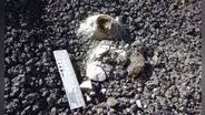 El asteroide acabó con los dinosaurios, pero algunas aves sobrevivieron: un fósil podría explicar cómo lo lograron