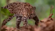 Nueva especie para la ciencia en Bolivia: identifican a un raro felino al que confundían con un tigrillo