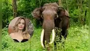 Angelina Jolie lleva 23 años protegiendo un bosque en Camboya: compró 39 hectáreas y ayudó a frenar la caza furtiva de 200 especies