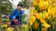 La fiebre de las flores amarillas no solo está en TikTok: siembran más de 20.000 flores amarillas en parques y plazas de Lima