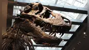 Descubren que el Tyrannosaurus Rex era de sangre caliente y su temperatura corporal era similar a la de los humanos