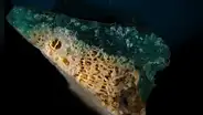 Investigadores marinos identifican los "plasticorales", una nueva forma de contaminación que fusiona plástico y escombros de coral