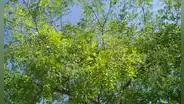 Abeja gigante de Asia encontró un aliado inesperado en un árbol presente en los jardines de Europa y preocupa a los científicos