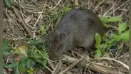 Hawái enfrenta una invasión de ratas que amenaza a sus aves endémicas: cazadores y tecnología buscan evitar una crisis ecológica