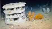 Científicos irlandeses sumergen arrecifes impresos en 3D para intentar salvar los corales de aguas profundas