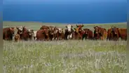 En 1871 dejaron cinco vacas en una isla desierta y, cuando regresaron 130 años después, tuvieron que eliminar a todo el rebaño