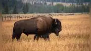En 1987 llevaron 30 bisontes a una pradera de EE. UU.: 29 años después, las plantas autóctonas habían aumentado un 103 %