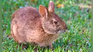 Desde hace un año, Florida comenzó a utilizar conejos robot para eliminar a las serpientes invasoras que amenazan a la fauna autóctona silvestre