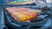 Los agricultores comenzaron a cultivar plátanos y fresas en un país cubierto de hielo durante casi todo el año