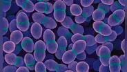 Un antiguo antibiótico demuestra una vez más su eficacia frente a una superbacteria