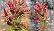 Castilleja isidoroi: descubren nueva especie de planta que crece a más de 3.300 metros en los Andes del norte del Perú