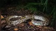 Florida paga por cazar pitones en los Everglades: cuánto puedes ganar por hora y cuánto recibes por cada serpiente capturada