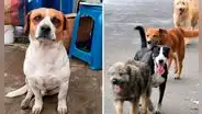 Perú tiene más de 6 millones de animales abandonados y es cuarto en Latinoamérica: ¿cómo adoptar y darles un hogar?
