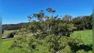Plantaron este árbol por toda España para fabricar papel: hoy preocupa a los expertos por su impacto en los bosques y el agua