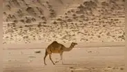 En 1840 llevaron un camello de Tenerife a Australia para explorar el desierto: hoy sus descendientes forman una enorme población salvaje