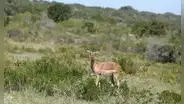 Ciervos y jabalíes amenazan con acabar con un árbol protegido mientras los científicos alertan de su falta de regeneración