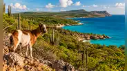 Retiraron cabras de una isla cerca de América Latina para salvar su bosque, pero 15 años después científicos hallaron un resultado inesperado