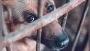 Piura registra más de 380 denuncias por violencia animal en 2026 y no reporta condenas