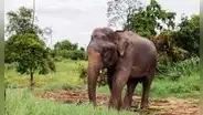 Después de 44 años en cautiverio, Sandro deja el zoológico donde vivió desde 1982 y recorre 1.615 kilómetros rumbo a un santuario
