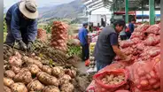 Producción de papa cayó 19,6% en julio, pero abastecimiento en Lima apenas retrocedió 1%