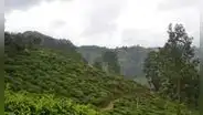 En 2018 este país de América Latina cubrió un pastizal con 30 camiones de pulpa de café: dos años después, el bosque había regresado