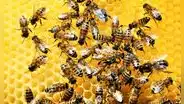 Las abejas sin aguijón que este país de América Latina busca recuperar: producen una miel distinta y benefician a la agricultura