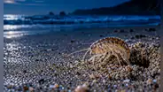 Lo que ocurre bajo la arena cada noche: las pulgas de mar mueven hasta 50 kg de arena por metro de playa al día, según estudio