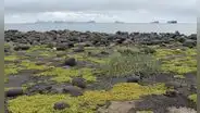 Una isla formada por una erupción en 1963 se prohibió a los humanos con fines científicos, pero en 1969 encontraron allí una planta de tomate