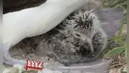 En 1956, un biólogo anilló un ave marina en una isla del Pacífico: 70 años después, el pájaro seguía regresando a su colonia