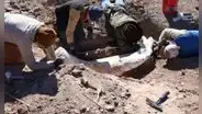 Parecía un viejo tronco encontrado en un arroyo de Texas, pero los científicos descubrieron que era un raro colmillo de mamut