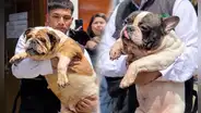 Fiscalía y PNP rescatan a 47 perros en SJM: eran explotados en criadero clandestino para vender sus crías