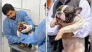 Perros rescatados en SJM fueron trasladados a grupos animalistas y recibirán atención especializada