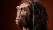 Un fósil de Homo erectus de hace 2 millones de años confirma que vivió en Sudáfrica mucho antes de lo que se pensaba