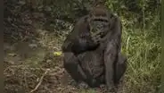 Compartimos casi el 99% del ADN con chimpancés y gorilas, pero una diferencia en nuestro cartílago podría explicar por qué sufrimos más artrosis