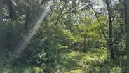 Un ingeniero compró una granja con todos sus ahorros: 70 años después, los castores regresaron y transformaron 25 hectáreas de un bosque